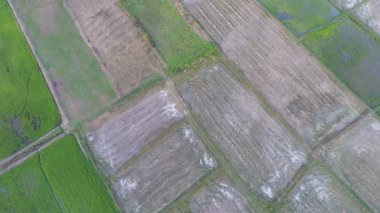 Tayland 'daki tarım arazisinin havadan görüntüsü.