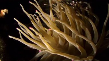 Anemone, Karayipler 'de gece su altında dalgalanır.