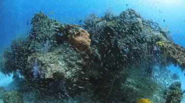 Küçük cam balıklı güzel bir mercan resifinin sualtı görüntüsü.