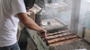 Hawaii 'deki kraliçe arı bal endüstrisinde arıcı kutuları kontrol ediyor.