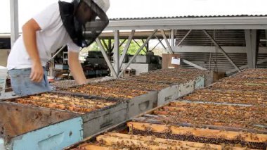 Hawaii 'deki kraliçe arı bal endüstrisinde arıcı kutuları kontrol ediyor.