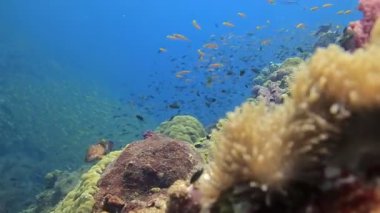 Similan Adaları 'ndaki akıntıda sallanan cam balıklı ve renkli yumuşak mercanlı tropikal mercan resifi manzarası