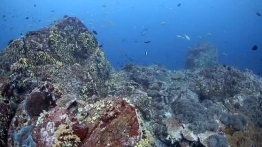 Similan Adaları 'ndaki akıntıda sallanan cam balıklı ve renkli yumuşak mercanlı tropikal mercan resifi manzarası
