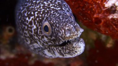 Siyah ve beyaz benekli bir yılan balığının sualtı görüntüsü. Kafası mercan resifinden çıkmış keskin dişler soluyor.