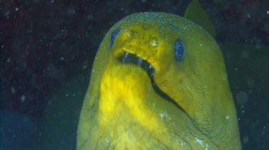 Yeşil bir moray balığının sualtı görüntüsü. Kafası mercan resifinden çıkmış keskin dişler soluyor.