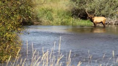 Vahşi doğada geyik, Montana