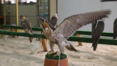 Doha 'da Katar' da Falconry mağazası
