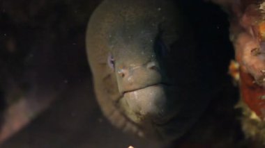 Hayvanlar aleminde nadir görülen bir ilişki. Pinkbar goby ve partner karides. Karidesin görüş mesafesi düşüktür. Bu yüzden yırtıcılara dikkat etmesi için bir eş bulur. Her ikisi için de bir çukur kazar..