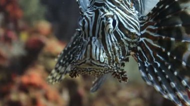 Doğal habitatta aslan balığı Similan Adaları Ulusal Parkı Tayland 'daki makro suları kapatır.