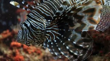 Doğal habitatta aslan balığı Similan Adaları Ulusal Parkı Tayland 'daki makro suları kapatır.