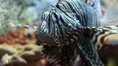 Doğal habitatta aslan balığı Similan Adaları Ulusal Parkı Tayland 'daki makro suları kapatır.