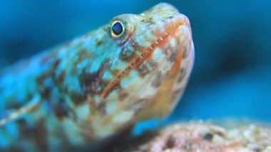 Makro, su altında bir kertenkele balığına yakın çekim yaptı.