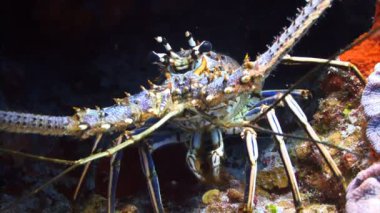 Mağara mercan resiflerinde saklanan ıstakozun yakın plan çekimi.