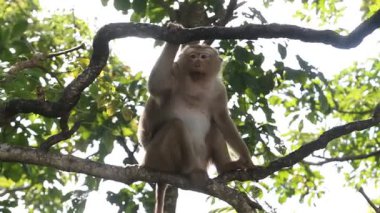 Tayland 'da bir ağacın dalında asılı duran maymun.
