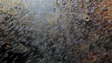 Tayland 'ın Similan Adaları' ndaki bir mercan resifinin yarığında yüzen devasa yavru cam balıklar sürüsünü yakından çek.