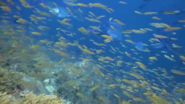 Mavi yüzgeçliler okulu, Similan Adaları Ulusal Parkı Tayland 'da sualtında çılgınca beslenen küçük balıkları trevally avlıyor.