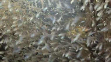 Similan Adaları Tayland Ulusal Parkı 'nda sualtı sarı çizgili balık