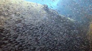 Similan Adaları Tayland Ulusal Parkı 'nda sualtı sarı çizgili balık