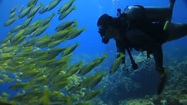 Similan Adaları Tayland Ulusal Parkı 'nda sualtı sarı çizgili balık