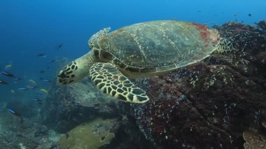 Similan Adaları Tayland Ulusal Parkı 'nda sualtı sarı çizgili balık