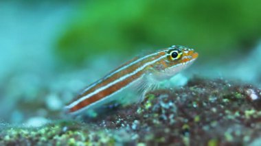 Similan Adaları 'ndaki bir kayanın altındaki küçük bir goby balığının makro çekimi.