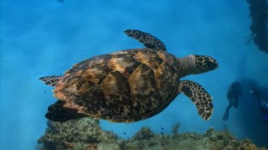 Similan Adaları Tayland Ulusal Parkı 'nda sualtı sarı çizgili balık