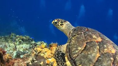 Similan Adaları Tayland Ulusal Parkı 'nda sualtı sarı çizgili balık