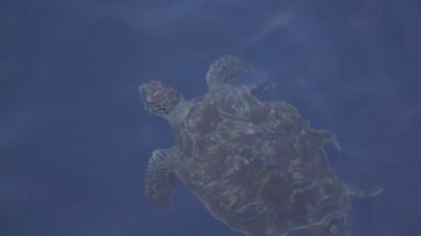 Kaplumbağa su altı görüntüsü yukarıdan 120p 'ye bakıyor.