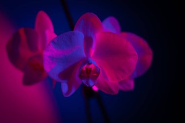 Yakın plan orkide çiçekleri koyu arkaplanda neon pembe ve mavi ışıkla aydınlatılıyor. Yumuşak bokeh, modern gece hayatı renk paleti ve kopyalama alanı ile huysuz tropikal çiçekli makro..