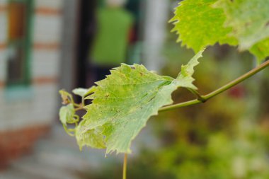 Yeşil asma yaprağı, sığ bir dalın üzerinde. Hafif bulanık arka planlı doğal asma bitkisi detayı, açık hava bahçe manzarası..