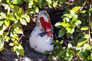 Güneş ışığı altında yoğun yeşil çalıların altında, yerde dinlenen belirgin kırmızı yüz karambalarıyla bir Moskovalı ördeğin yakın çekimi, doğal yaşam sahnesi..