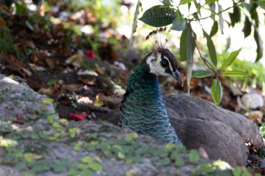 Bahçenin gölgesinde dinlenen dişi bir tavus kuşunun (peahen) yakın plan vahşi yaşam fotoğrafı, yanardöner yeşil boyun tüyleri ve yumuşak arka planlı küçük arma, doğal açık hava hayvan sahnesini gösteriyor.
