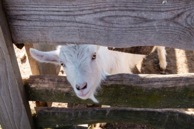 Çiftlik muhafazasındaki ahşap bir çitin içinden bakan meraklı beyaz keçi, sığ bir tarla derinliği olan güneş ışığında yakın plan portresi..