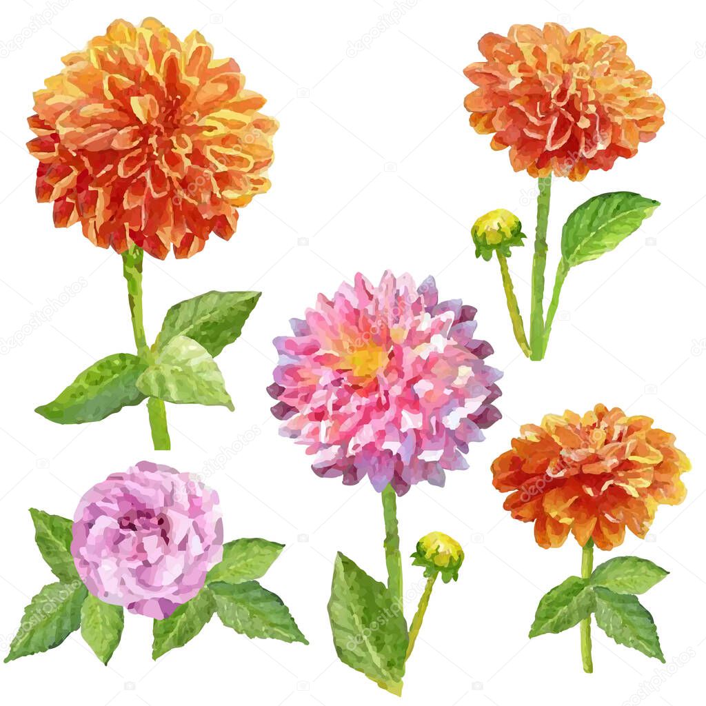 watercolor flower dahlia isolated set