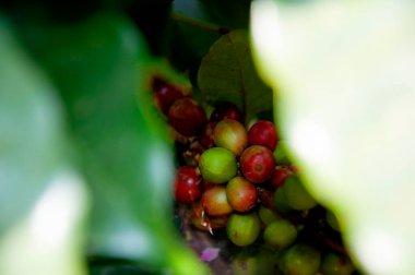 Ağaçtaki taze Arap kahvesi. Kırmızı ve yeşil kahve çekirdekleri.