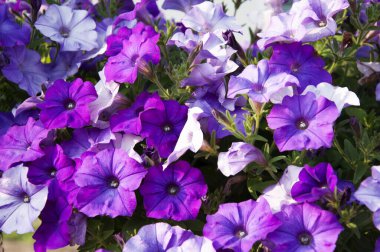 Flaş İleri Mavi Petunya çiçekleri. Bahçedeki güzel petunya çiçeği. Flaş çiçeği Mavi Petunya çiftliği. Düğün buketi için doğal çiçek.. 