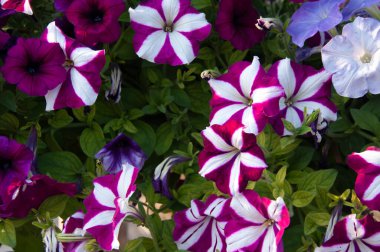 Kolay Dalgalı Burgundy Yıldız Petunya çiçekleri. Bahçedeki güzel petunya çiçekleri. Organik çiftlikteki Burgundy Star Petunia. Düğün buketi için doğal çiçek.. 