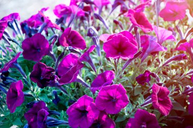 Minyatür bir çiçek, çiçek açan Petunya sepete çok uygun, Burgundy Petunia 'nın güzel çiçeği bahçede..