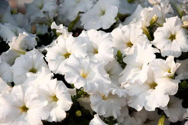 Flash Forward white petunia syngenta flowers. beautiful petunia flower in the garden. Flash flower Petunia farm.
