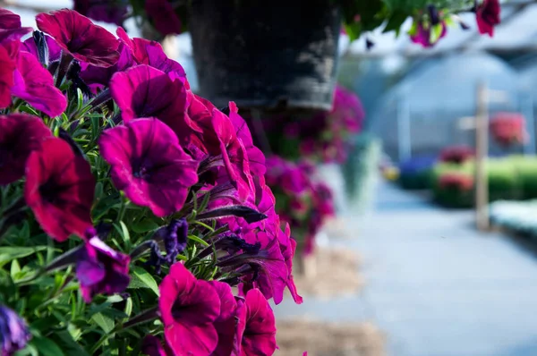 A miniature flowering, spreading Petunia perfectly suited for basket, Beauty flower of Flash Forward Burgundy Petunia in the garden.