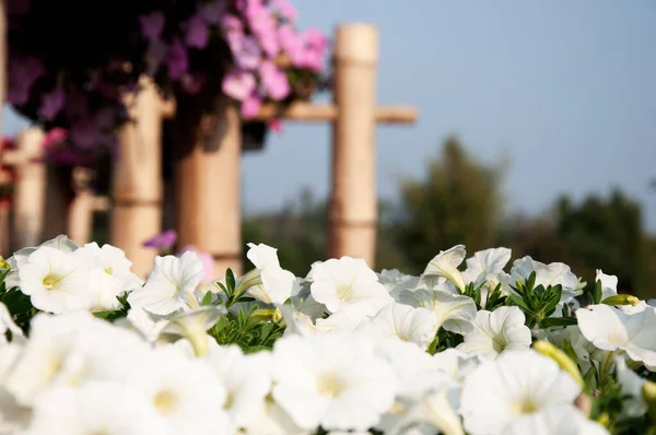 Flash Forward white petunia syngenta flowers. beautiful petunia flower in the garden. Flash flower Petunia farm.