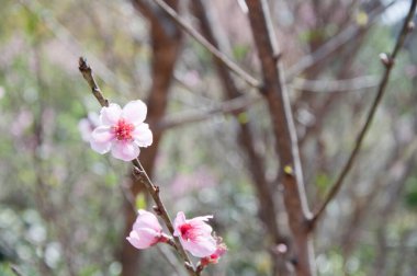  Kuzey Tayland 'da vahşi Himalaya kirazı çiçek açar. Kaplan Kraliçe ya da Nang Phaya Sua Kroang Tayland 'ın Chiang Mai dağındaki Doi Suthep dağında çiçek açmaktadır. Erik çiçeği..