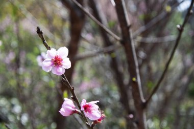 Kuzey Tayland 'da vahşi Himalaya kirazı çiçek açar. Kaplan Kraliçe ya da Nang Phaya Sua Kroang, Tayland 'ın Chiang Mai dağındaki Doi Suthep dağında çiçek açıyor.. 