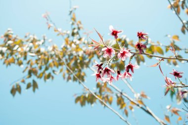 Kuzey Tayland 'da vahşi Himalaya kirazı çiçek açar. Kaplan Kraliçe ya da Nang Phaya Sua Kroang Tayland 'ın Chiang Mai dağındaki Doi Suthep dağında çiçek açmaktadır. Tayland 'da Sakura çiçeği.