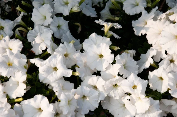 Flash Forward white petunia syngenta flowers. beautiful petunia flower in the garden. Flash flower Petunia farm.