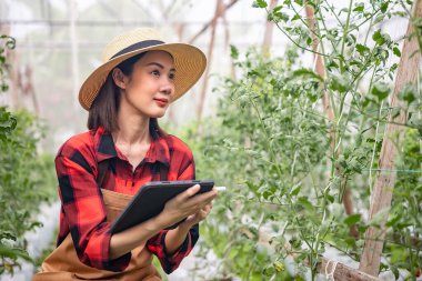 Mutlu güzel bahçıvan Asyalı kadın şapka ve kahverengi önlük takıyor domates bitkisini tabletle kontrol ediyor ve gülümsüyor çünkü yeşil evde ekimi başarılıydı..