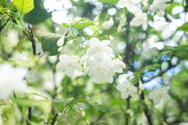 Wrightia religiosa benth çiçekleri güzel bahçede çiçek açıyor..