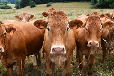 Limousin bölgesi, Fransa-22 Temmuz 2025: Limousin inekleri sürüsü Fransa 'nın Limousin bölgesinde bir çayırda.