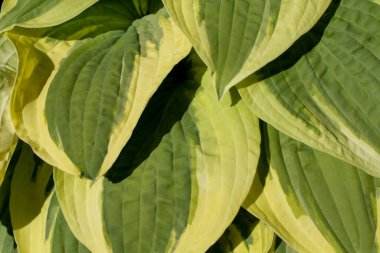 Sarı kenarlı büyük yapraklar.