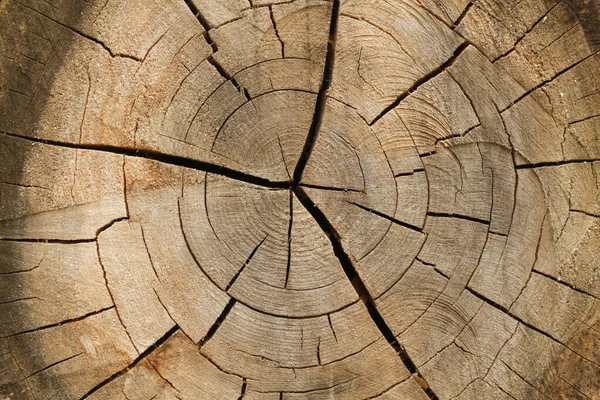 Sierra Árbol Vieja Cortada Con Grietas — Foto de Stock